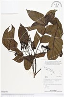 登錄號:BS02701藏品圖，第1張