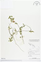 登錄號:BS02702藏品圖，第1張