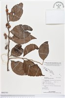 羅庚果藏品圖，第1張