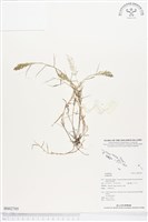 登錄號:BS02705藏品圖，第1張