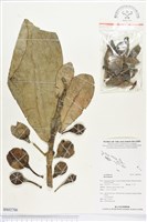 登錄號:BS02706藏品圖，第1張