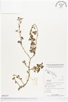 登錄號:BS02707藏品圖，第1張