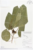 登錄號:BS02710藏品圖，第1張