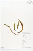 登錄號:BS02711藏品圖，第1張