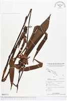 紫苞舌蘭、紫蘭藏品圖，第1張