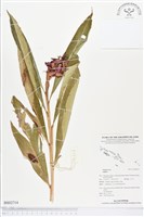 登錄號:BS02714藏品圖，第1張