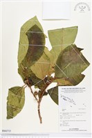 登錄號:BS02715藏品圖，第1張