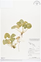 雷公根藏品圖，第1張