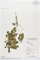 登錄號:BS02719藏品圖，第1張