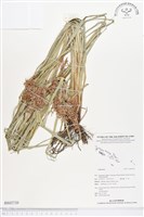 登錄號:BS02720藏品圖，第1張