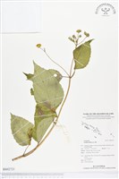 雙花蟛蜞菊藏品圖，第1張