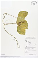 登錄號:BS02723藏品圖，第1張