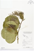 登錄號:BS02724藏品圖，第1張