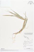 細穗草藏品圖，第1張