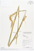 牧地狼尾草藏品圖，第1張