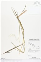 登錄號:BS02729藏品圖，第1張