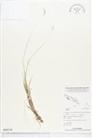 登錄號:BS02730藏品圖，第1張