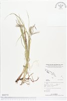 登錄號:BS02731藏品圖，第1張