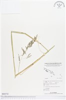 登錄號:BS02732藏品圖，第1張