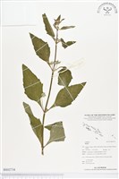 登錄號:BS02734藏品圖，第1張