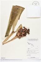 登錄號:BS02735藏品圖，第1張