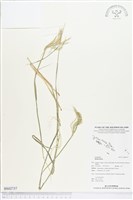 登錄號:BS02737藏品圖，第1張