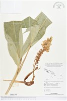 登錄號:BS02740藏品圖，第1張