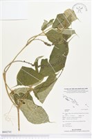 登錄號:BS02741藏品圖，第1張