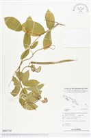 登錄號:BS02742藏品圖，第1張