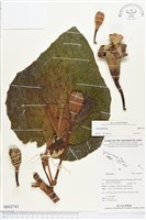 登錄號:BS02743藏品圖，第1張