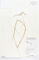 登錄號:BS02744藏品圖，第1張