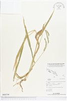 登錄號:BS02746藏品圖，第1張