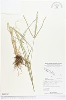 牛筋草藏品圖，第1張