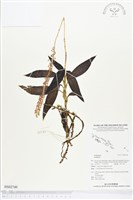 登錄號:BS02749藏品圖，第1張