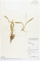 登錄號:BS02750藏品圖，第1張