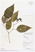 登錄號:BS02752藏品圖，第1張