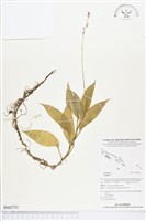 登錄號:BS02753藏品圖，第1張