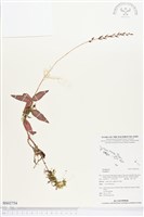 登錄號:BS02754藏品圖，第1張