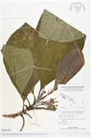 登錄號:BS02759藏品圖，第1張