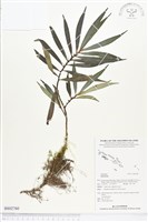 登錄號:BS02760藏品圖，第1張