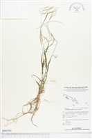 竹葉茅藏品圖，第1張