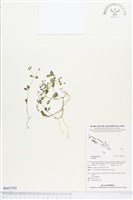 登錄號:BS02763藏品圖，第1張