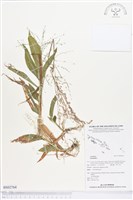 登錄號:BS02764藏品圖，第1張