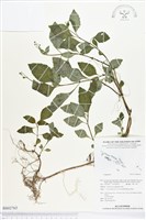 登錄號:BS02765藏品圖，第1張