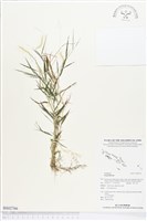 登錄號:BS02766藏品圖，第1張