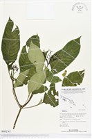登錄號:BS02767藏品圖，第1張