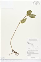 登錄號:BS02768藏品圖，第1張