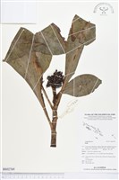 登錄號:BS02769藏品圖，第1張