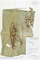 登錄號:BS02770藏品圖，第1張