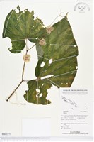 登錄號:BS02771藏品圖，第1張